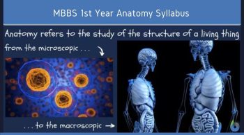 MBBS 1st Year Anatomy Syllabus